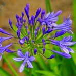 Kalokvet modrý (Agapanthus umbellatus) ´AZUREUM´ - výška 30-50 cm, kont. C3L